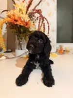 AKC Crumb , a male Poodle - Miniature  for sale in Lake Elsinore, CA – 2 of 7