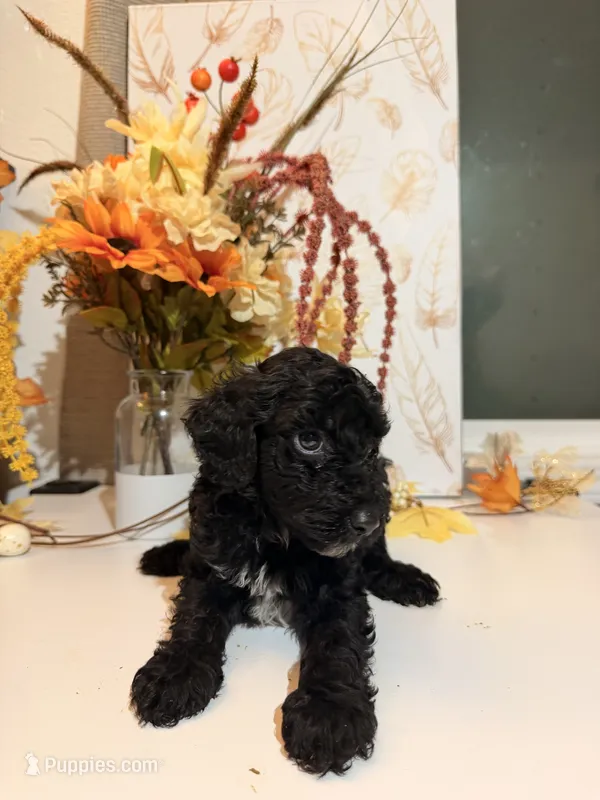 AKC Crumb  – Poodle - Miniature  puppy for sale in Lake Elsinore, CA