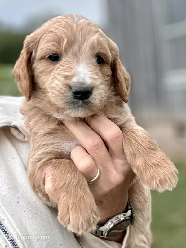 Blue – Goldendoodle puppy for sale in New Era, MI