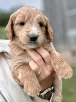Blue, a male Goldendoodle for sale in New Era, MI – 1 of 2