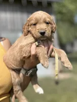 Yellow, a male Goldendoodle for sale in New Era, MI – 1 of 2