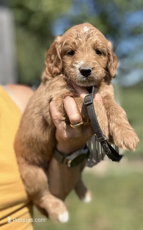 Black – Goldendoodle puppy for sale in New Era, MI