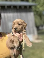 Yellow, a male Goldendoodle for sale in New Era, MI – 2 of 2