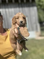 Black, a male Goldendoodle for sale in New Era, MI – 2 of 2
