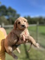 Orange, a male Goldendoodle for sale in New Era, MI – 2 of 2