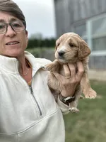 Blue, a male Goldendoodle for sale in New Era, MI – 2 of 2