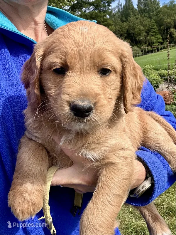 Yellow – Goldendoodle puppy for sale in New Era, MI