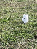 Chucky, a male Maltese for sale in Orlando, FL – Photo 3 of 3