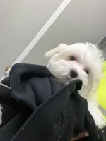 Chucky, a male Maltese for sale in Orlando, FL – Photo 2 of 3