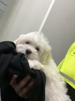 Chucky, a male Maltese for sale in Orlando, FL – Photo 1 of 3