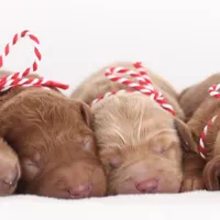 processed/cfdcece1-dffb-44d7-9010-7310a9681369/facility/0538c65c-3cd4-4b8d-b750-396d1af7eae4