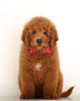 TEDDY BEAR ENG CRATE/Potty Trained, a male Goldendoodle for sale in Crystal, MI – 2 of 5