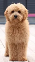 MINI F1B TEDDY BEAR GOLDENDOODLES, a  Goldendoodle for sale in Crystal, MI – 3 of 7