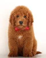 TEDDY BEAR ENG CRATE/Potty Trained, a male Goldendoodle for sale in Crystal, MI – 5 of 5
