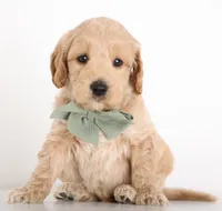 F1B Teddy Bear, a  Goldendoodle for sale in Crystal, MI – 4 of 10