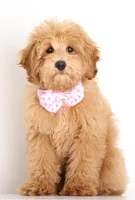 Trained Teddy Girl , a female English Goldendoodle for sale in Crystal, MI – Photo 2 of 4