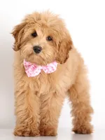 Trained Teddy Girl , a female English Goldendoodle for sale in Crystal, MI – Photo 3 of 4