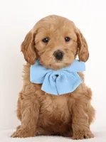 processed/cfdcece1-dffb-44d7-9010-7310a9681369/listing/0dfc80b2-7551-45e0-bbeb-83e4bc1778ce/99dc1df8-17d1-47e2-a21a-0af66a1d4660