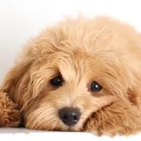 Trained Teddy Girl , a female English Goldendoodle for sale in Crystal, MI – Photo 1 of 2