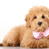 Trained Teddy Girl , a female English Goldendoodle for sale in Crystal, MI – Photo 2 of 2