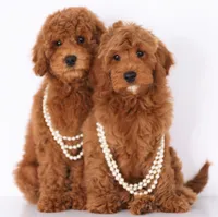 F1B MINI ENG, a  English Goldendoodle for sale in Crystal, MI – 10 of 10