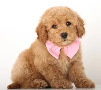 ENG TINY F1B TEDDY BEAR, a  English Goldendoodle for sale in Crystal, MI – 3 of 9