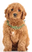 F1B MINI ENG, a  English Goldendoodle for sale in Crystal, MI – 2 of 9