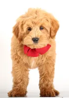 PETIT ENG TEDDY F1B, a male English Goldendoodle for sale in Crystal, MI – 2 of 4