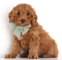 ENG PETIT TINY F1B, a  English Goldendoodle for sale in Crystal, MI – 5 of 10