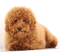 Mini Red Male, a male Poodle - Miniature  for sale in Crystal, MI – Photo 2 of 3