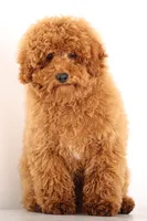 Mini Red Male, a male Poodle - Miniature  for sale in Crystal, MI – Photo 1 of 3