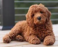 ENG TINY F1B TEDDY BEAR, a  English Goldendoodle for sale in Crystal, MI – 7 of 9