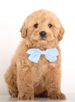 PETIT/TINY RED TEDDY BEARS, a  Goldendoodle for sale in Crystal, MI – 4 of 10