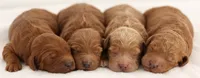 F1B MINI ENG, a  English Goldendoodle for sale in Crystal, MI – 5 of 10