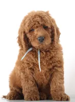 F1B MINI ENG, a  English Goldendoodle for sale in Crystal, MI – 6 of 10