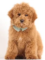 F1B Teddy Bear, a  Goldendoodle for sale in Crystal, MI – 10 of 10