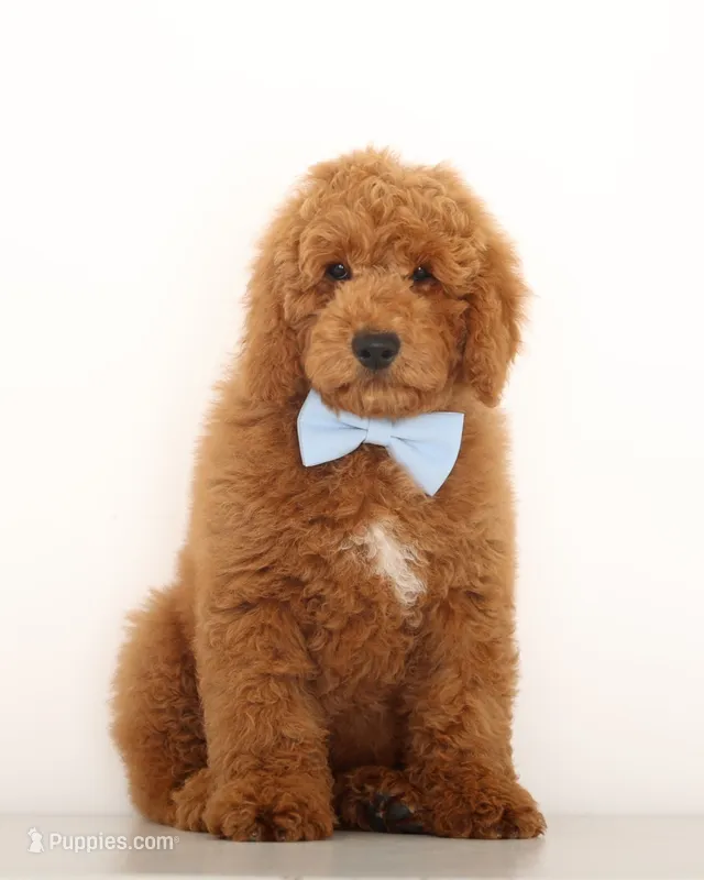 Crate Trained ENG TEDDY BEAR MINI MALE – English Goldendoodle puppy for sale in Crystal, MI