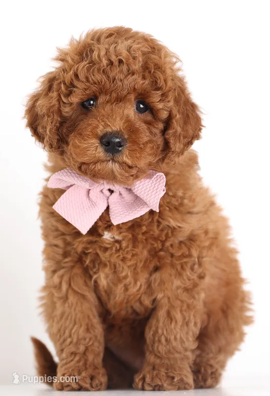 ENG TINY F1B TEDDY BEAR – English Goldendoodle puppy for sale in Crystal, MI