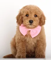 ENG TEDDY F1B MINI, a female Goldendoodle for sale in Crystal, MI – Photo 3 of 3