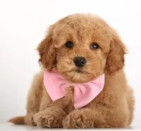 ENG TEDDY F1B MINI, a female Goldendoodle for sale in Crystal, MI – Photo 1 of 3