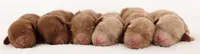 F1B Teddy Bear, a  Goldendoodle for sale in Crystal, MI – 6 of 10