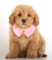 MINI TEDDY GIRL, a female English Goldendoodle for sale in Crystal, MI – Photo 3 of 4