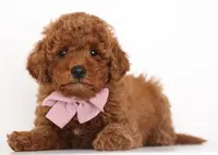 processed/cfdcece1-dffb-44d7-9010-7310a9681369/listing/3d528a25-5eb1-41a1-80c4-6c3c15fd9dc8/56b29bc1-07ec-487e-bde2-cda0bd09625a