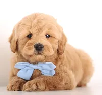 Petit ENG BABY, a male English Goldendoodle for sale in Crystal, MI – Photo 1 of 2