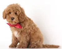 processed/cfdcece1-dffb-44d7-9010-7310a9681369/listing/3d528a25-5eb1-41a1-80c4-6c3c15fd9dc8/b9c6314d-9602-4372-8967-429ff1177f23