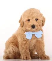 Petit ENG BABY, a male English Goldendoodle for sale in Crystal, MI – Photo 2 of 2