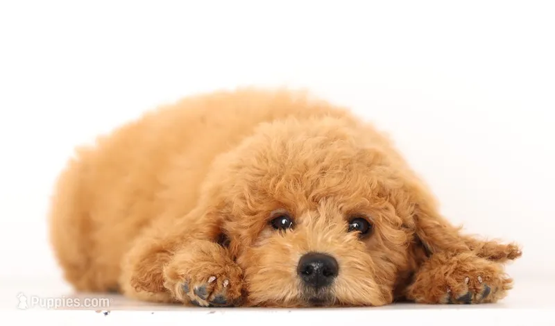 PETIT ENG TEDDY TINY F!B GIRL – English Goldendoodle puppy for sale in Crystal, MI