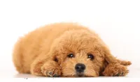 PETIT ENG TEDDY TINY F!B GIRL, a female English Goldendoodle for sale in Crystal, MI – 1 of 4