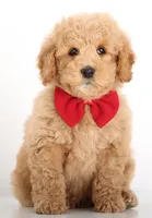 ENG TINY F1B TEDDY BEAR, a  English Goldendoodle for sale in Crystal, MI – 2 of 9