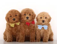 F1B Teddy Bear, a  Goldendoodle for sale in Crystal, MI – 9 of 10